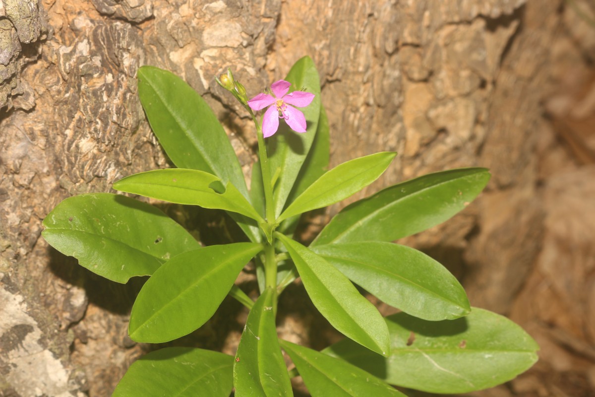 Talinum fruticosum (L.) Juss.